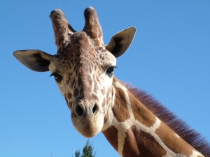 giraffe-803674_1280